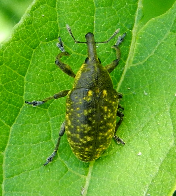 curculionidae